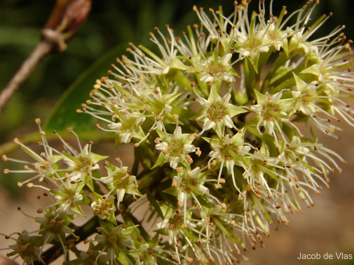 Combretum latifolium Blume